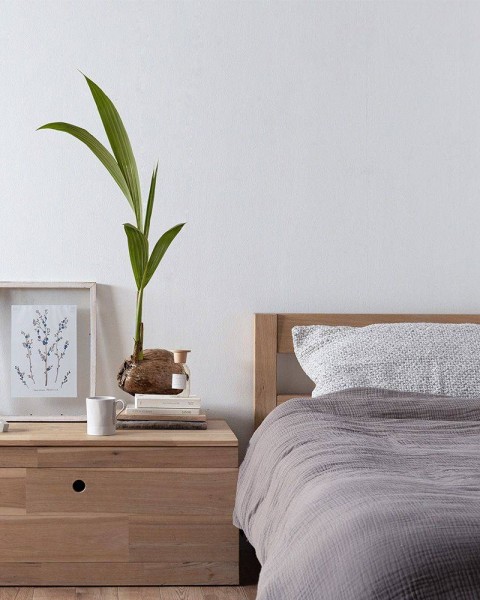Botanical Sticker | Coconut